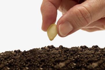 蔬菜種子栽培技術-<b>夏天播種、栽培注意事項</b>