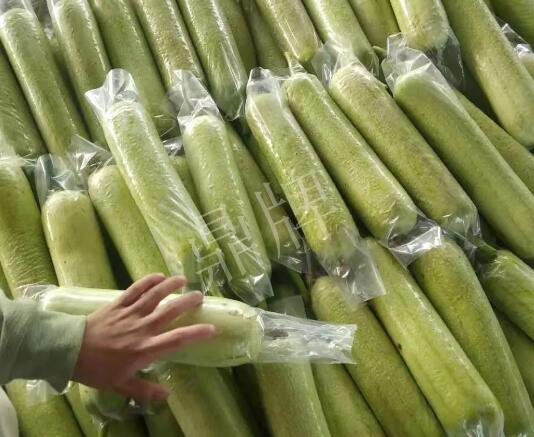 蔬菜種子種植戶客戶點評-這個絲瓜每畝能掙3萬，惠州客戶很滿意！