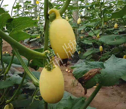 蔬菜種子種植戶客戶點評-上市了，14元/公斤。河南客戶發(fā)來…