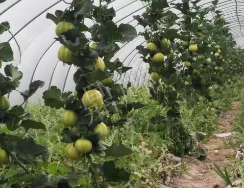 蔬菜種子種植戶客戶點評-我的乖乖，一株坐果15個，6元1斤，好賣得很！