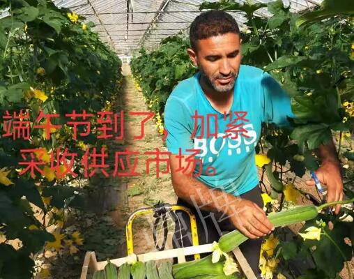 蔬菜種子種植戶客戶點評-羨慕！每公斤24元，“優(yōu)比1號”在法國的表現(xiàn)…