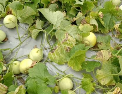 蔬菜種子種植戶客戶點評-低溫寡照的天氣，它仍然優(yōu)秀！