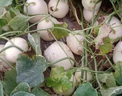 蔬菜種子種植戶客戶點評-“甜，真甜，真是甜！”