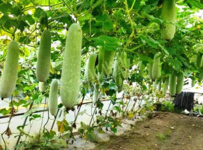 蔬菜種子種植戶客戶點評-我種的冬瓜，肉緊味甜，按個賣！