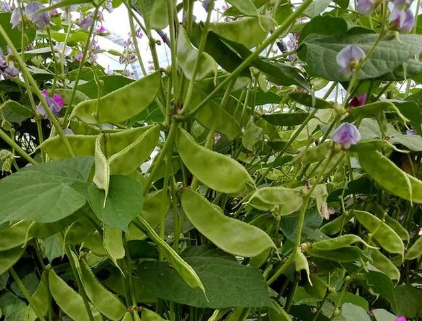 蔬菜種子種植戶客戶點(diǎn)評-一梭梭的，真是結(jié)坨了，“特早春”扁豆市斤批價(jià)達(dá)到10元