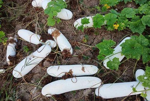 您種植過“堆堆瓜”嗎？看一看，地上全是瓜！一睹芳容