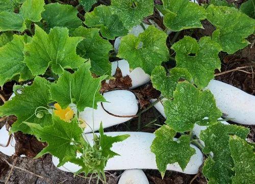 您種植過“堆堆瓜”嗎？看一看，地上全是瓜！一睹芳容