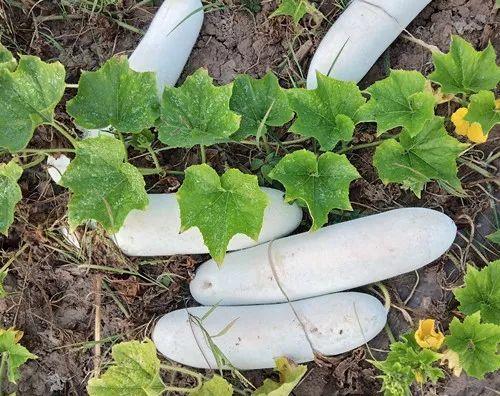 您種植過“堆堆瓜”嗎？看一看，地上全是瓜！一睹芳容