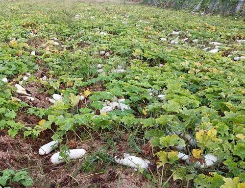 您種植過“堆堆瓜”嗎？看一看，地上全是瓜！一睹芳容