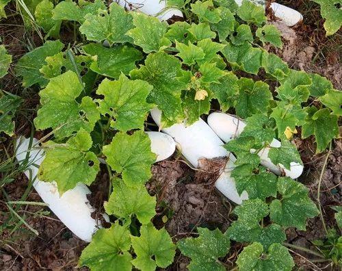 您種植過“堆堆瓜”嗎？看一看，地上全是瓜！一睹芳容