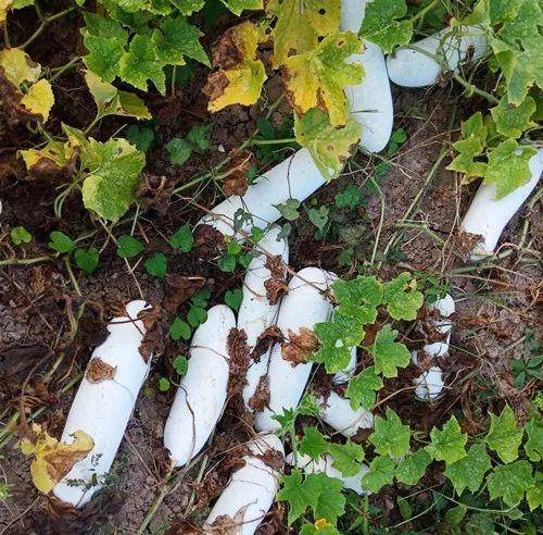 您種植過“堆堆瓜”嗎？看一看，地上全是瓜！一睹芳容