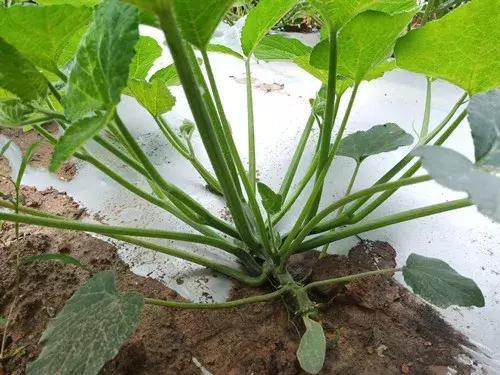 菜農(nóng)種植無需噴農(nóng)藥的蔬菜，不僅栽培簡單、而且效益高