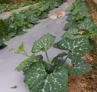蔬菜種子種植戶客戶點(diǎn)評(píng)-無(wú)需噴農(nóng)藥的蔬菜，栽培簡(jiǎn)單、效益高！