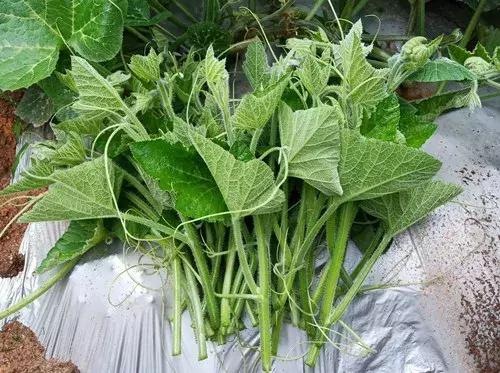 菜農(nóng)種植無需噴農(nóng)藥的蔬菜，不僅栽培簡單、而且效益高