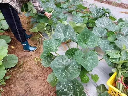 菜農(nóng)種植無需噴農(nóng)藥的蔬菜，不僅栽培簡單、而且效益高