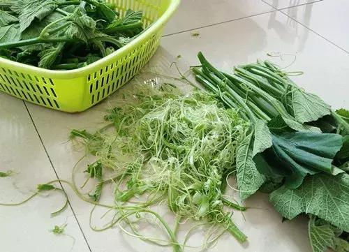 菜農(nóng)種植無需噴農(nóng)藥的蔬菜，不僅栽培簡單、而且效益高