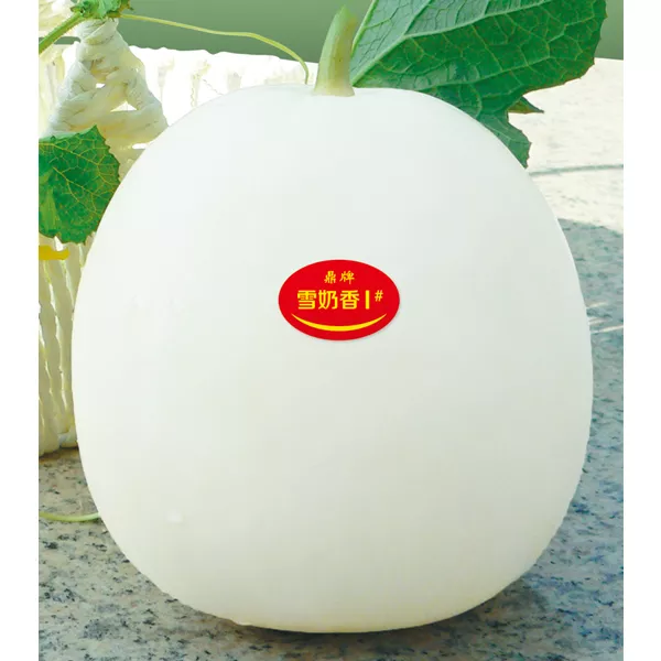 薄皮甜瓜，哪個品種最好呢？畝產(chǎn)高達(dá)10萬，附4種市場爆款品種