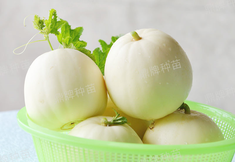 就這4個薄皮甜瓜，畝產(chǎn)萬斤很輕松，瓜果菜農(nóng)搶著種植