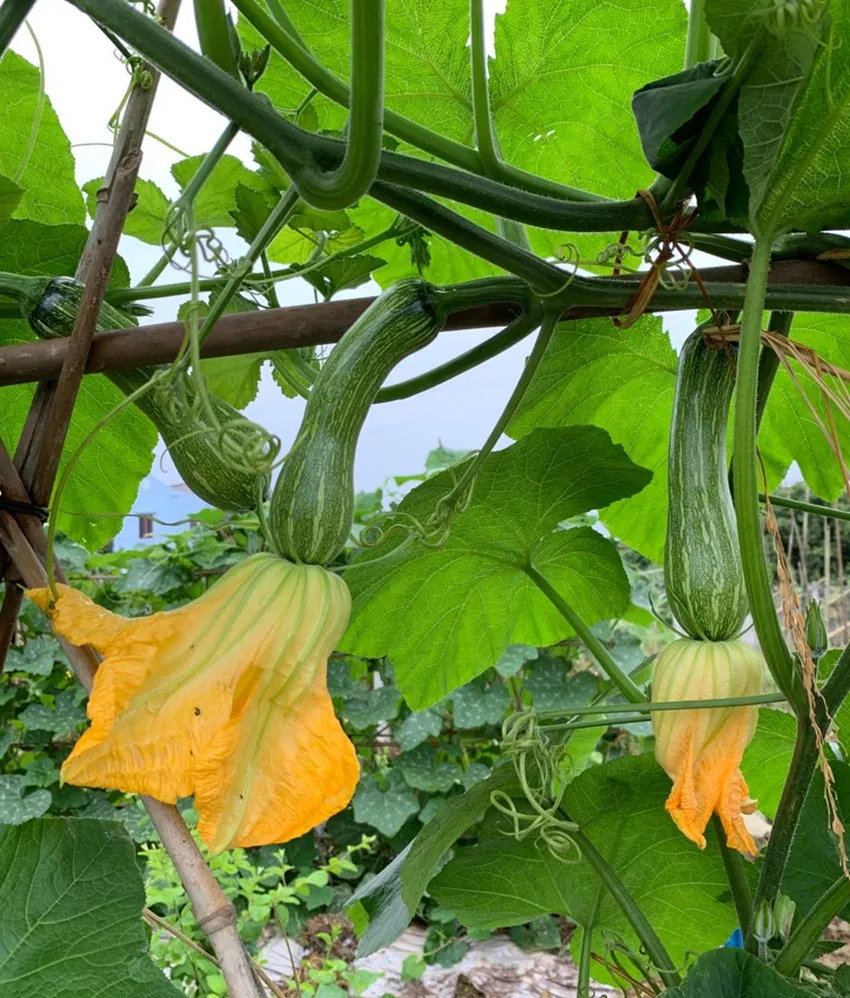 3元1斤的健美蜜本南瓜快成熟了，緬甸種植戶發(fā)來(lái)圖片與視頻