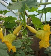 蔬菜種子種植戶客戶點評-看看菜農(nóng)劉剛建種植的“黃金筍瓜”，高產(chǎn)又高價！
