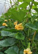 蔬菜種子種植戶客戶點(diǎn)評-在大棚內(nèi)栽培“健美蜜本”南瓜，怎么樣？看菜農(nóng)石昌斌發(fā)來的圖片