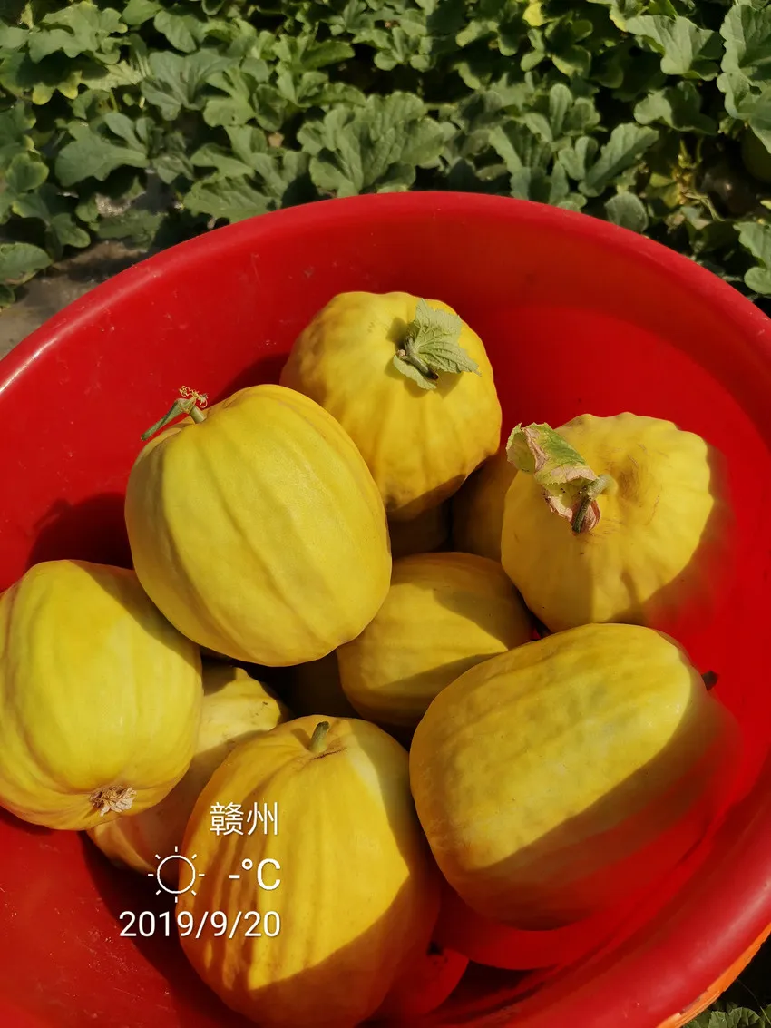 高溫季節(jié)種植甜瓜，什么品種最好？這個品種是秋季上市的專用品種