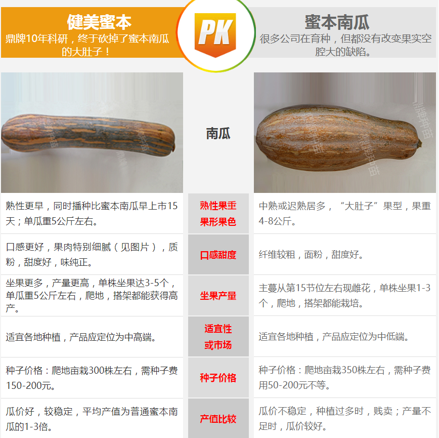 生吃都好吃南瓜新品種，沒有大肚子，肉質(zhì)更密致，農(nóng)戶試種下