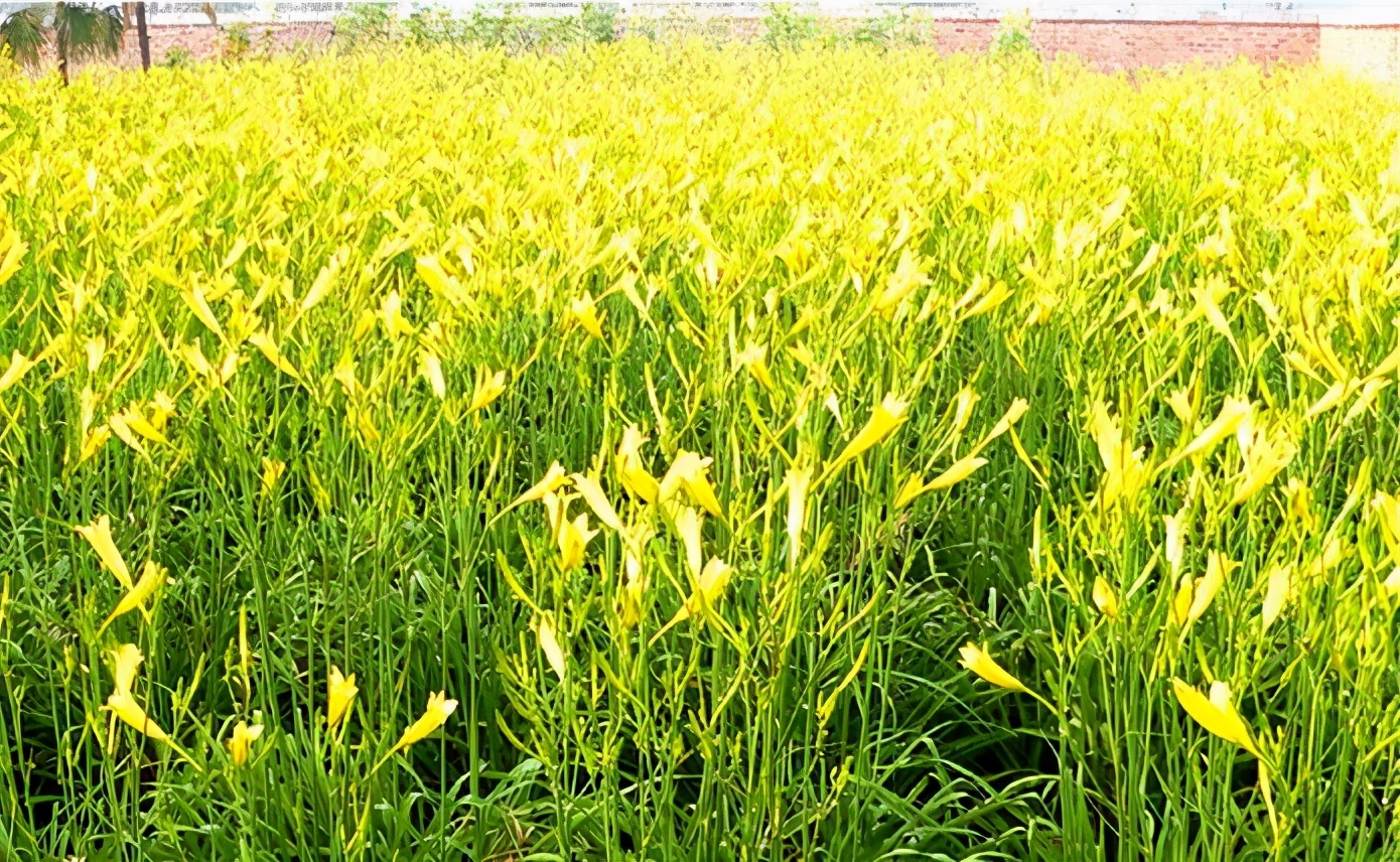一斤接近20塊，原來它才是最火的國民蔬菜！全國都適種