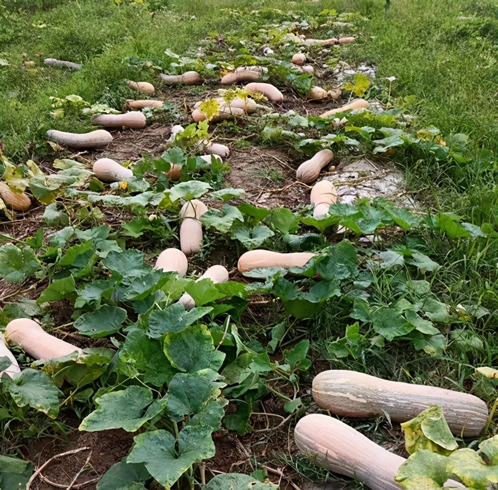 一位轉(zhuǎn)業(yè)后的特種兵，辦農(nóng)場種瓜菜，靠1個(gè)優(yōu)點(diǎn)，年賺200萬