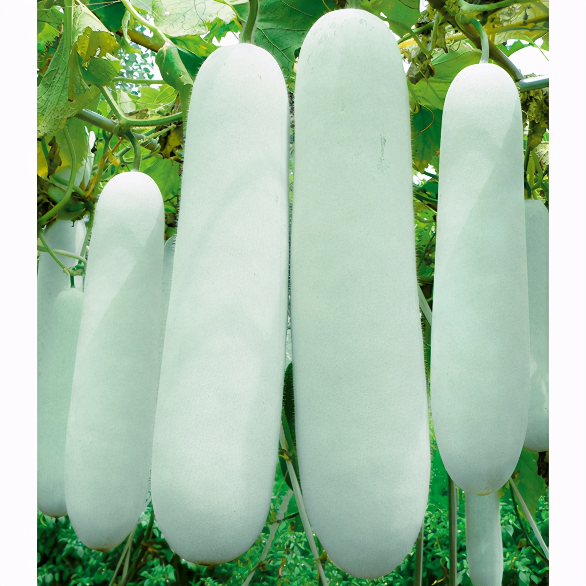 這個(gè)冬瓜品種放1年不壞，口感脆甜，多年科研就為打造這1個(gè)爆品