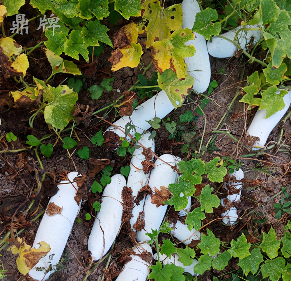 畝產(chǎn)值可達(dá)3萬元的冬瓜終上市，21年科研沉淀成就它