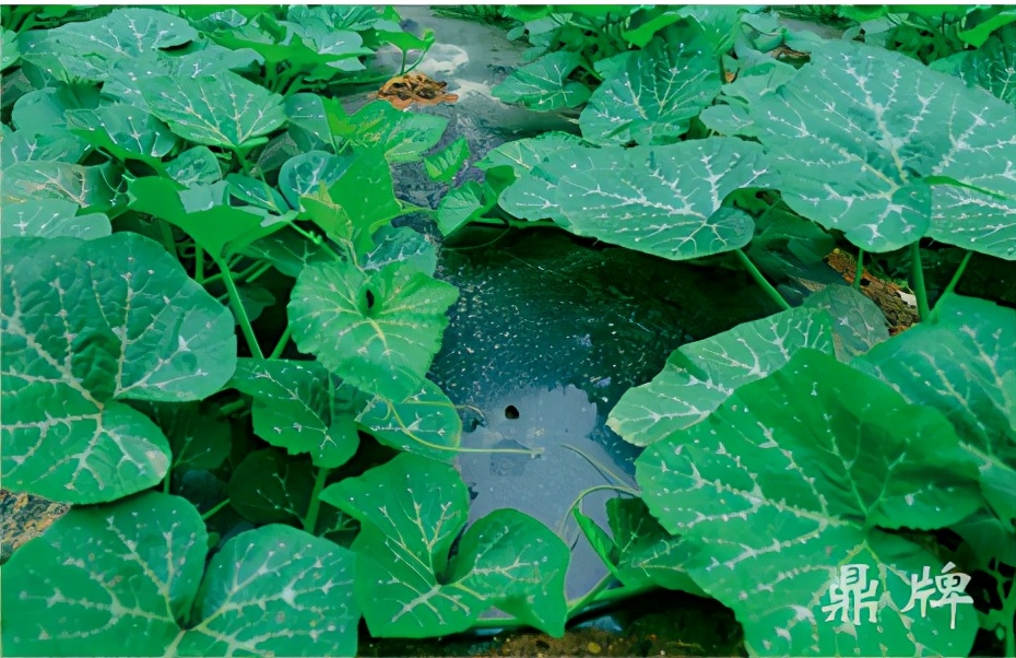 種這種綠葉菜，栽培輕松，畝產(chǎn)值過萬元，菜農(nóng)表示很劃算