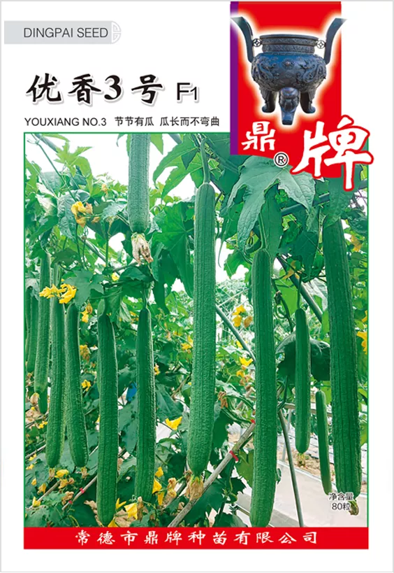 它是絲瓜種植戶的新選擇，節(jié)節(jié)有瓜，瓜長(zhǎng)而不彎曲