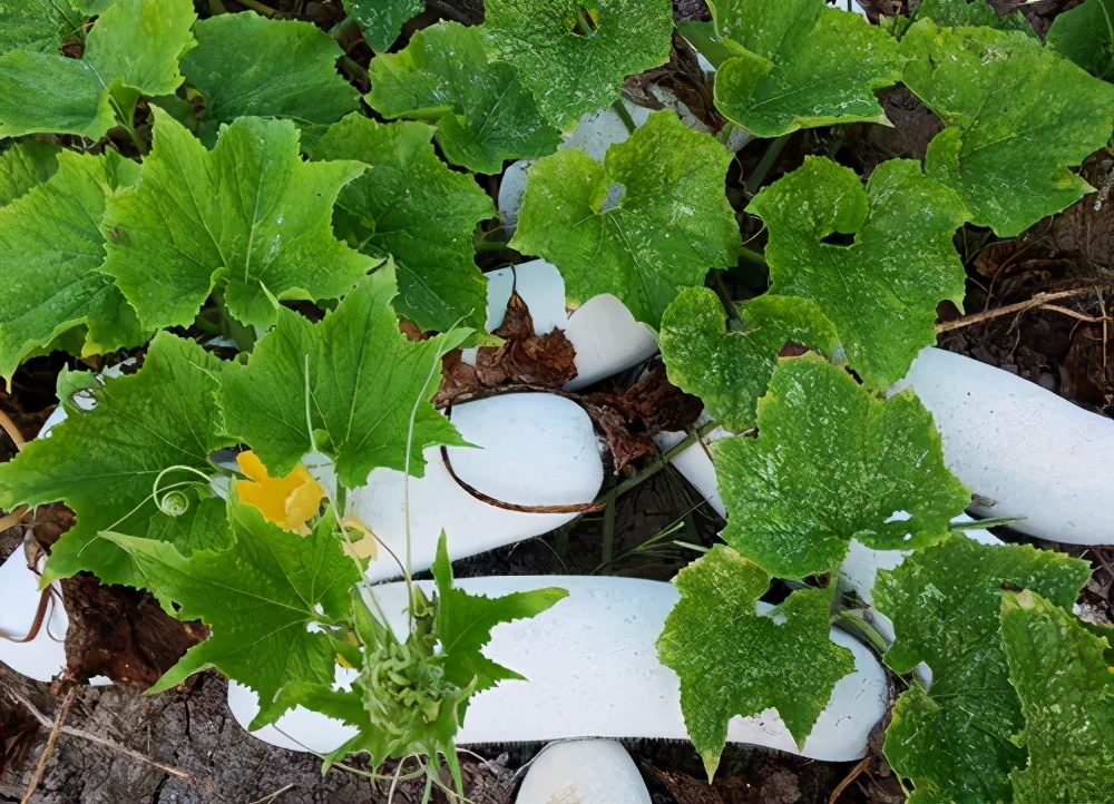 這個品種太優(yōu)秀了！耐儲耐運，適合大面積種植，菜農(nóng)瓜販都喜歡
