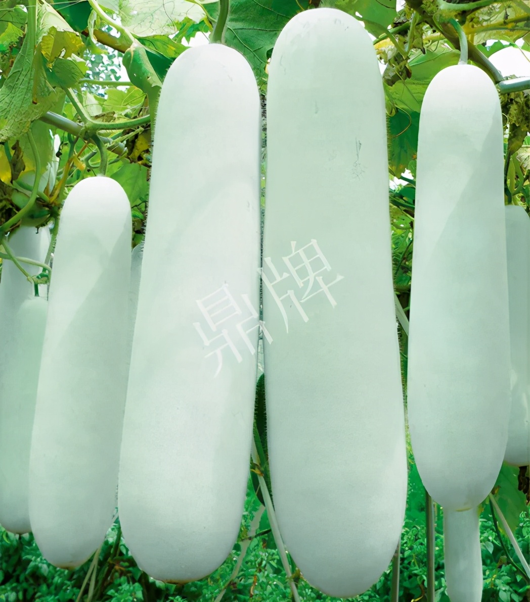 這個品種太優(yōu)秀了！耐儲耐運，適合大面積種植，菜農(nóng)瓜販都喜歡