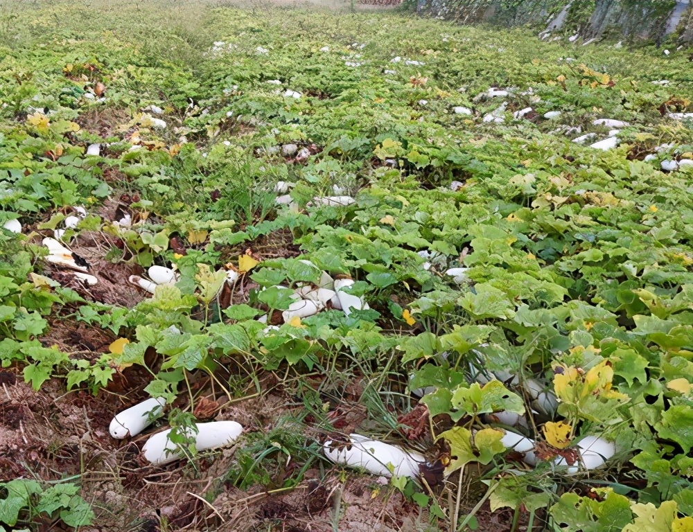 這個品種太優(yōu)秀了！耐儲耐運，適合大面積種植，菜農(nóng)瓜販都喜歡