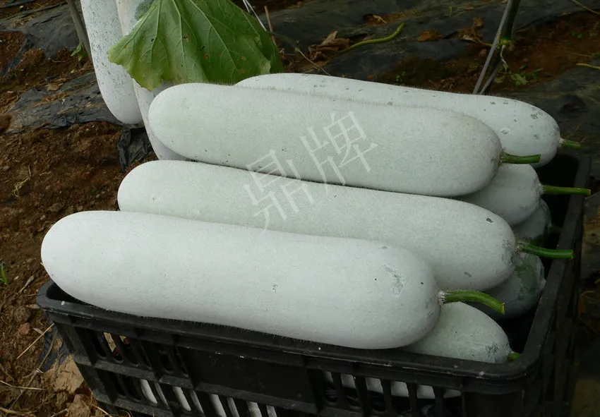 這個品種太優(yōu)秀了！耐儲耐運，適合大面積種植，菜農(nóng)瓜販都喜歡