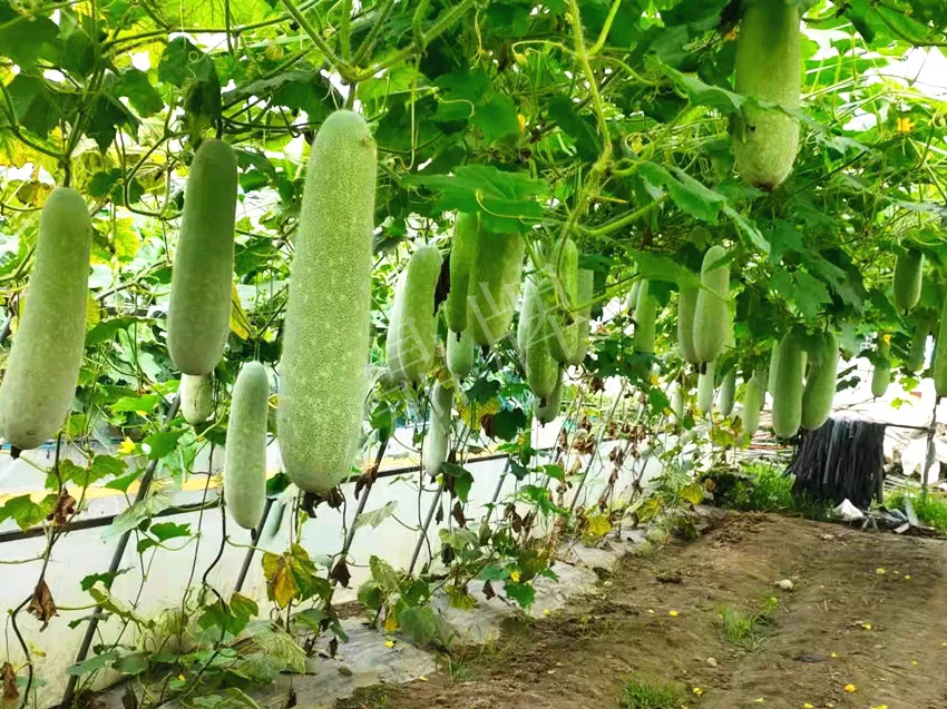 什么品種的冬瓜按個(gè)買(mǎi)？?jī)r(jià)格是同期黑皮冬瓜五倍