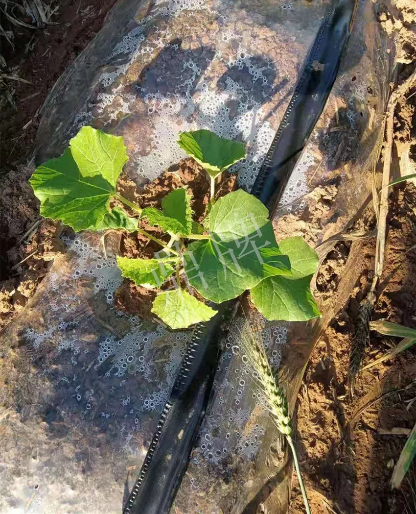河南焦作的李向林今年種植甜瓜新品種，客戶直接拉貨走人