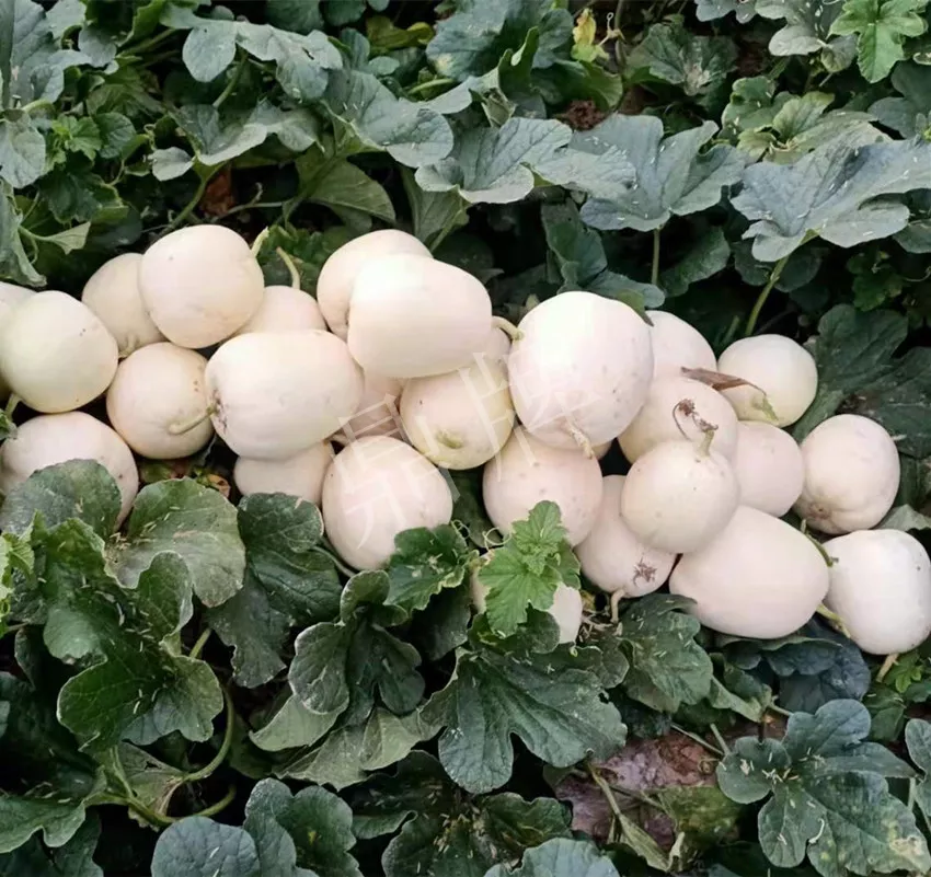 河南焦作的李向林今年種植甜瓜新品種，客戶直接拉貨走人