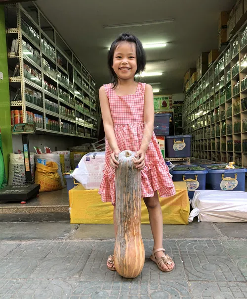 四川農(nóng)戶今年種“健美蜜本”南瓜產(chǎn)量高，品質(zhì)好，感覺巴適得很