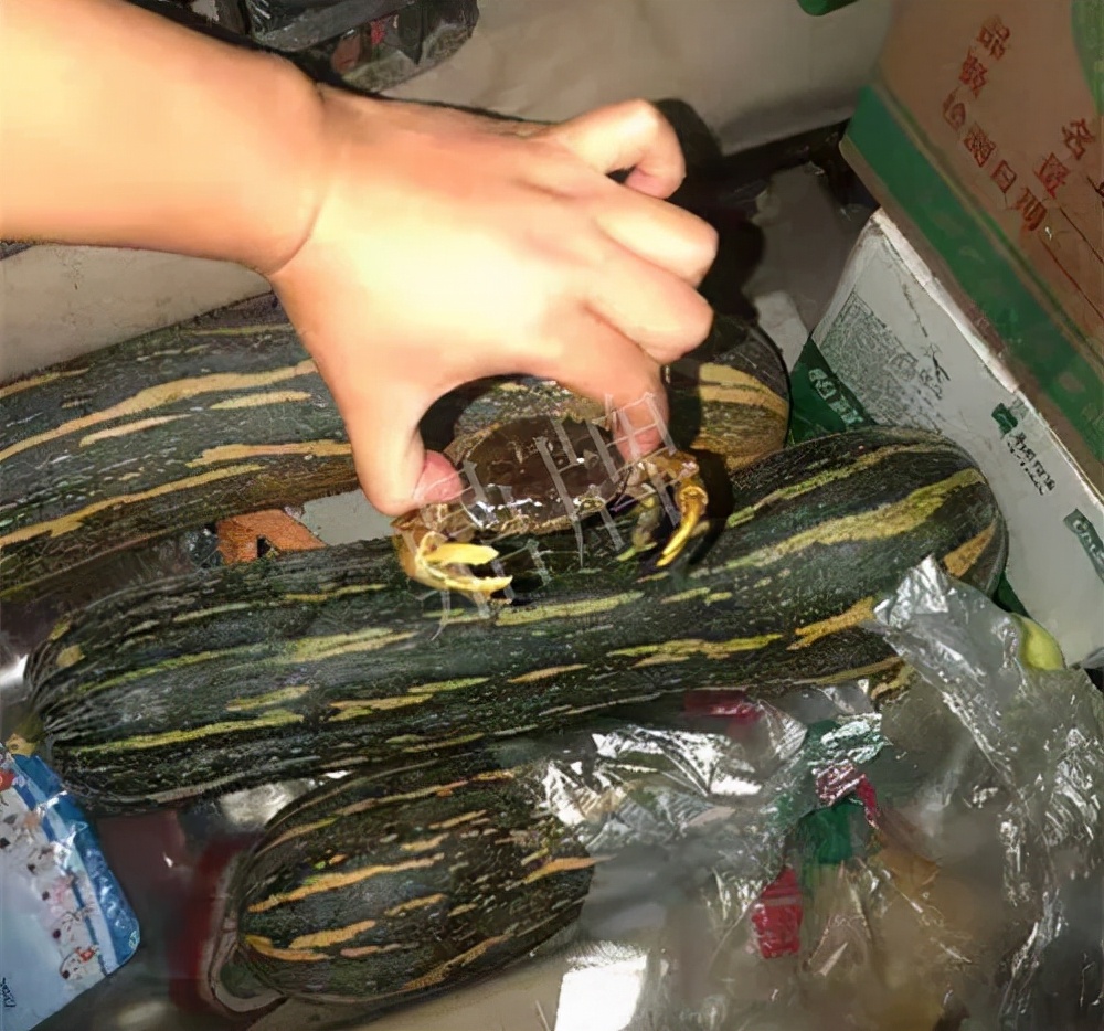 四川農(nóng)戶今年種“健美蜜本”南瓜產(chǎn)量高，品質(zhì)好，感覺巴適得很