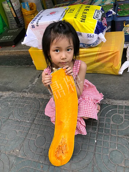 四川農(nóng)戶今年種“健美蜜本”南瓜產(chǎn)量高，品質(zhì)好，感覺巴適得很