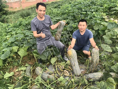 四川農(nóng)戶今年種“健美蜜本”南瓜產(chǎn)量高，品質(zhì)好，感覺巴適得很