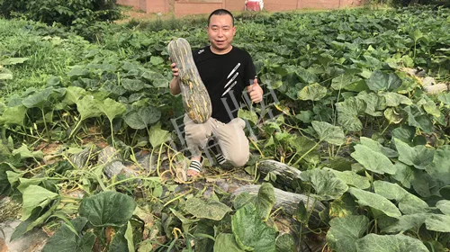 四川農(nóng)戶今年種“健美蜜本”南瓜產(chǎn)量高，品質(zhì)好，感覺巴適得很