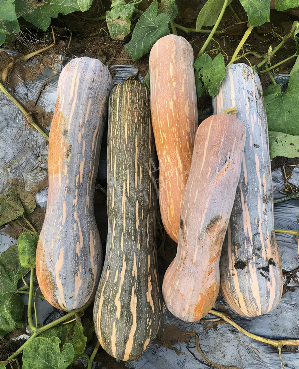 四川農(nóng)戶今年種“健美蜜本”南瓜產(chǎn)量高，品質(zhì)好，感覺巴適得很