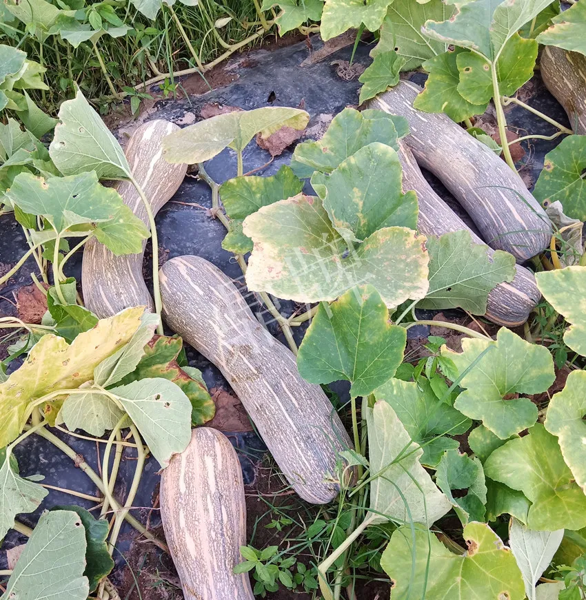 岳陽(yáng)王大年打工多年，選擇回家種南瓜，今年還增加了50畝地
