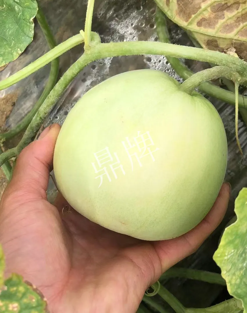 郴州農戶種植新品種，果實又香又甜，很好賣