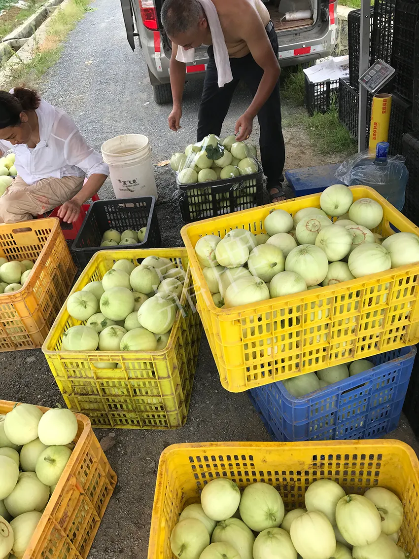 郴州農戶種植新品種，果實又香又甜，很好賣