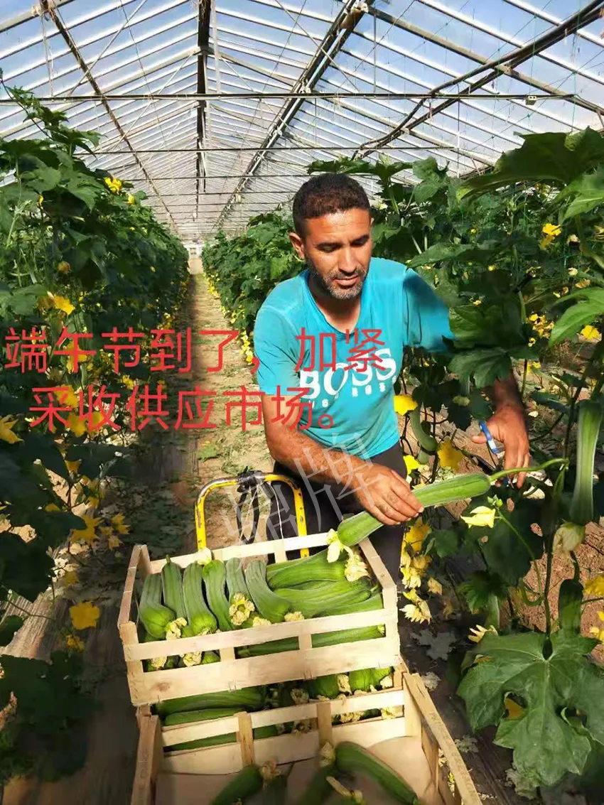 鎮(zhèn)江的何青萍，在法國種植“優(yōu)比1號”每公斤24元